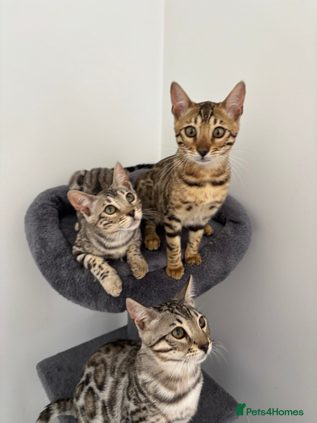 Bengal cats for sale: Stunning TICA registered bengal kittens  in Huntly - Image 4