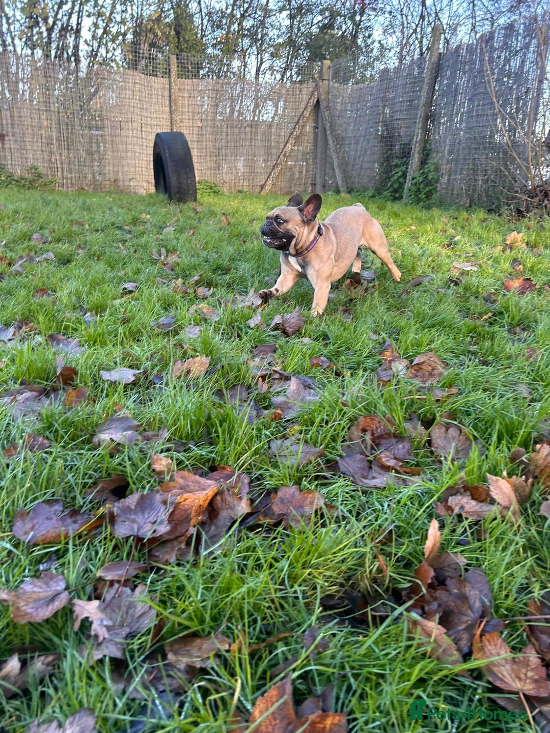 French Bulldog dogs for adoption: Frankie - Advert 1