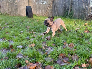 French Bulldog dogs Frankie - Advert 4