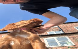 Cocker Spaniel dogs for sale: Ready to leave - Champion bred working cocker pups - Image 8