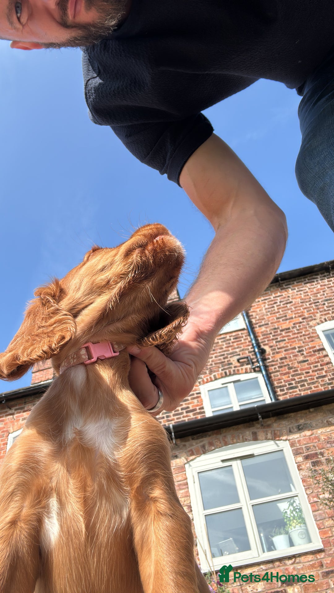 Cocker Spaniel dogs for sale: Ready to leave - Champion bred working cocker pups - Image 8