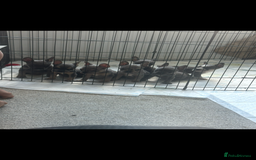 Mixed Breed dogs for sale: Frenchie cross pocket bullies  - Image 7