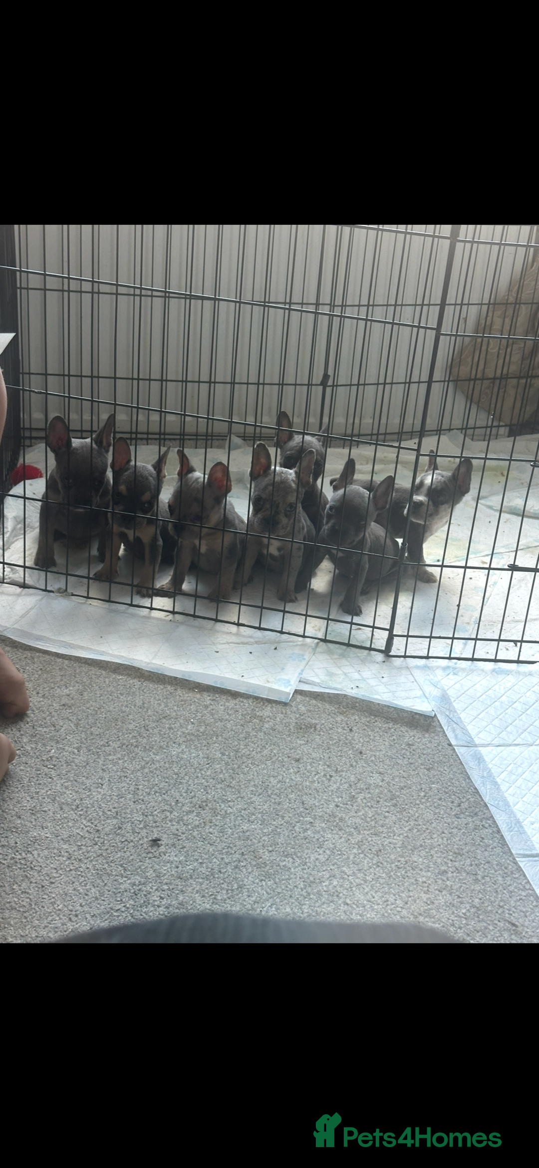 Mixed Breed dogs for sale: Frenchie cross pocket bullies  - Image 7