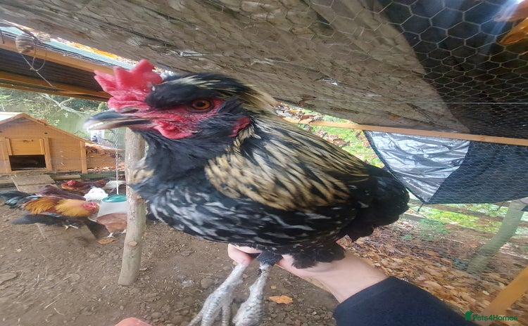 Chickens poultry - Advert 3