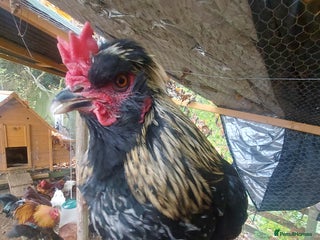 Chickens poultry - Advert 4