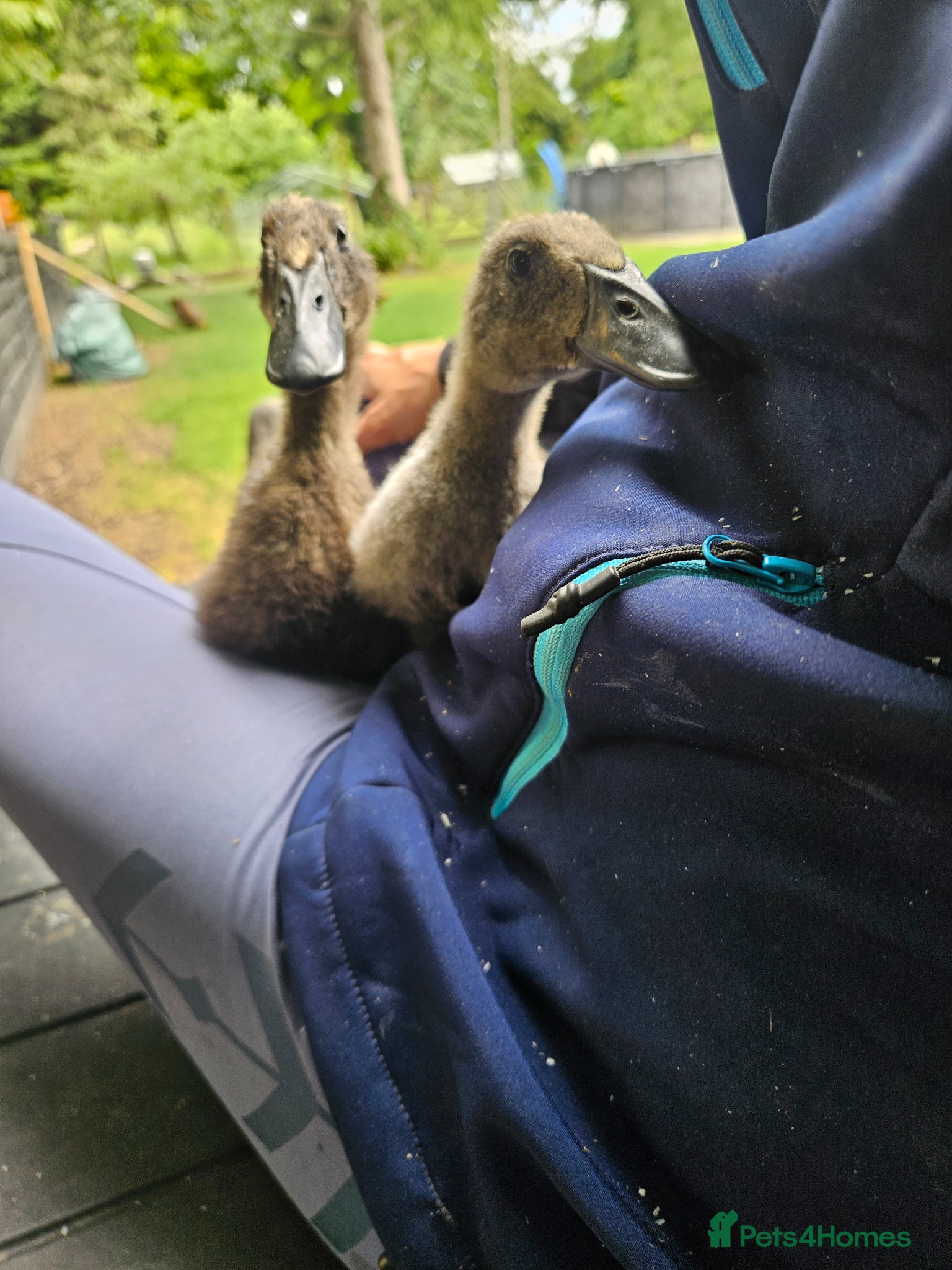 Ducks poultry for sale: Indian runner duck females in Abingdon - Advert 5