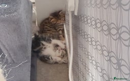 Bengal cats for sale: Bengal crossed tabby ready now  - Image 3