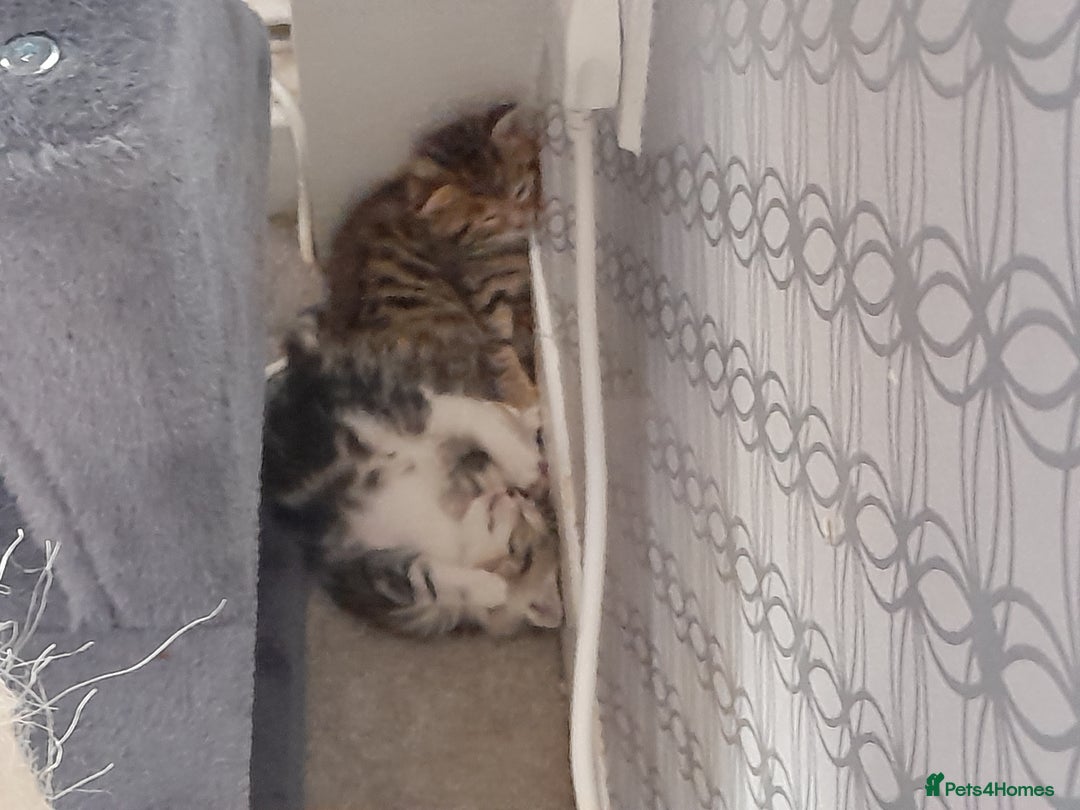 Bengal cats for sale: Bengal crossed tabby ready now  - Image 3
