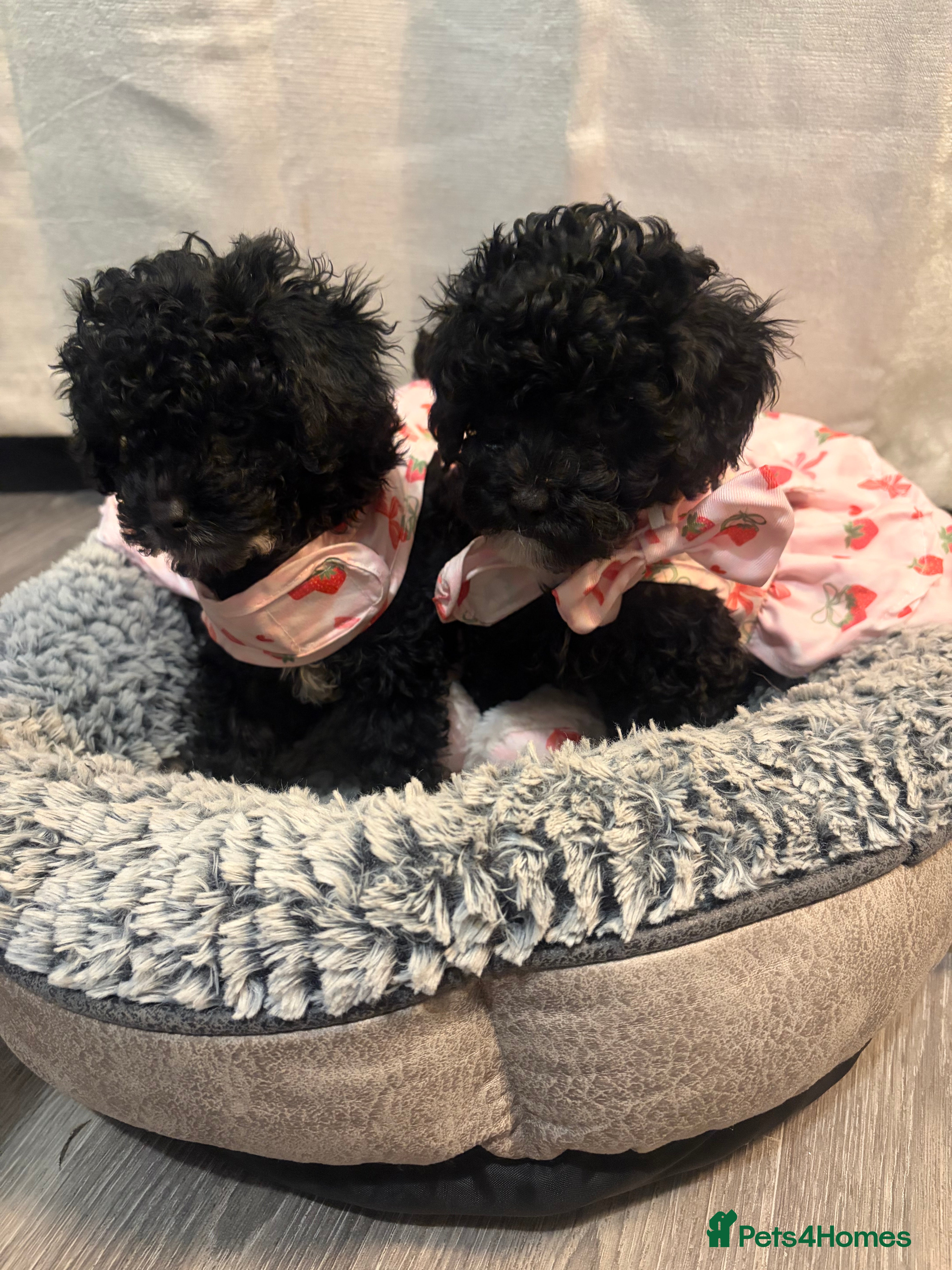 Lhasapoo dogs Three lhasapoo pups 2 girls & boy sold  - Advert 1