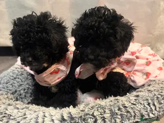 Lhasapoo dogs 2 beautiful girls ready to leave now !!!!! - Advert 2