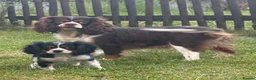 Cavalier King Charles Spaniel dogs for sale: 🐶 Health tested Cavalier King Charles Puppies 🐶  - Advert 15