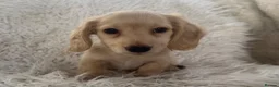 Miniature Dachshund dogs for sale: KC Longhaired Cream Miniature Dachshund Puppies - Advert 9