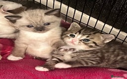 British Shorthair cats for sale: Beautiful British shorthair mixed kittens.  - Image 1