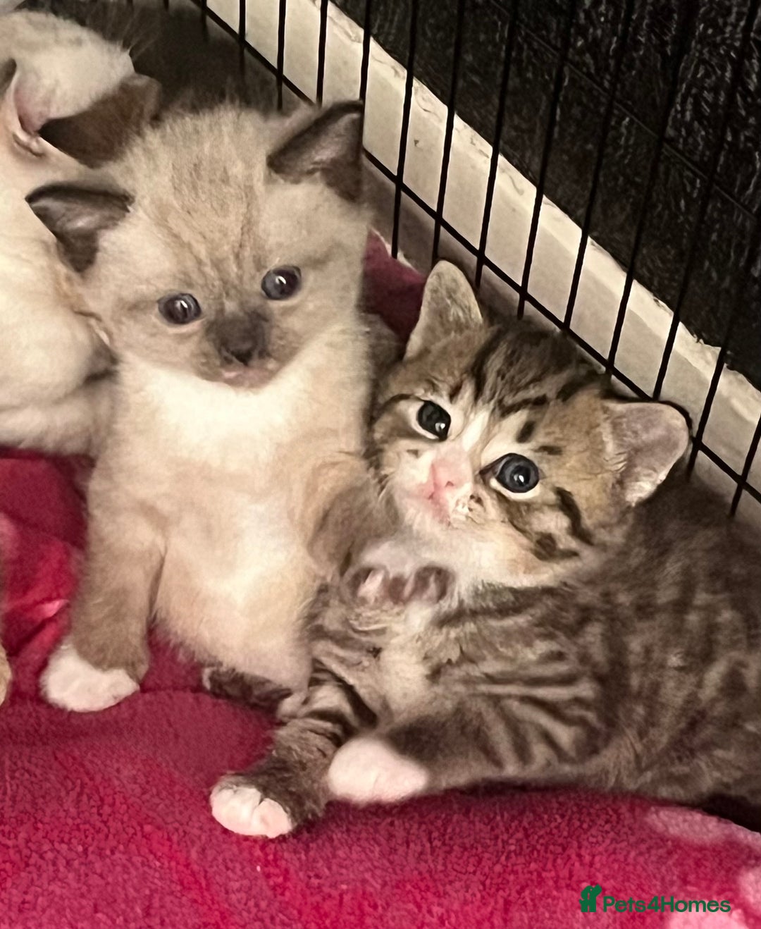 British Shorthair cats for sale: Beautiful British shorthair mixed kittens.  - Image 1