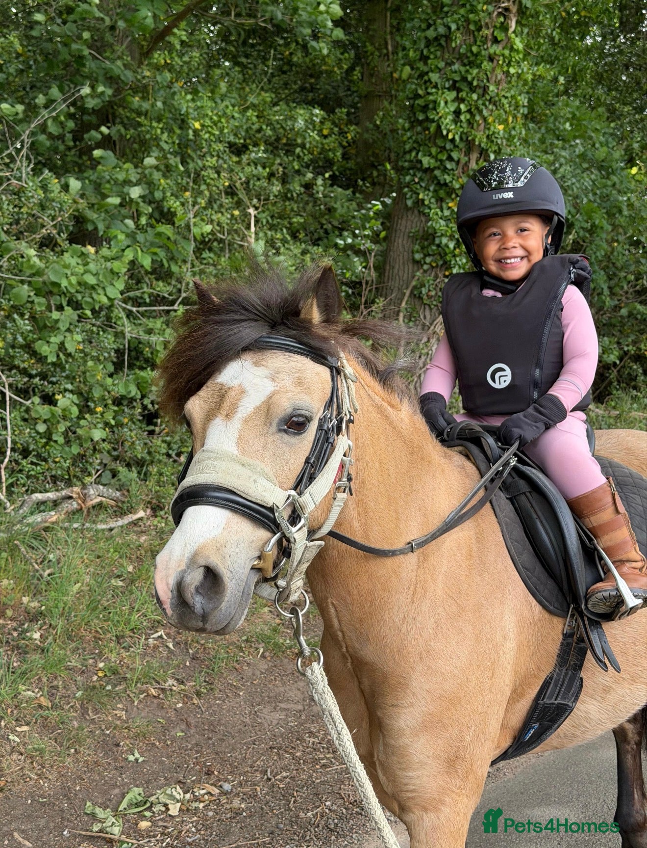 Welsh Section A horses Teddy - perfect 1st lead rein pony  - Advert 4