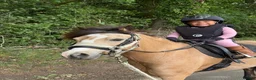 Welsh Section A horses for sale: Teddy - perfect 1st lead rein pony  in Hemel Hempstead - Advert 1