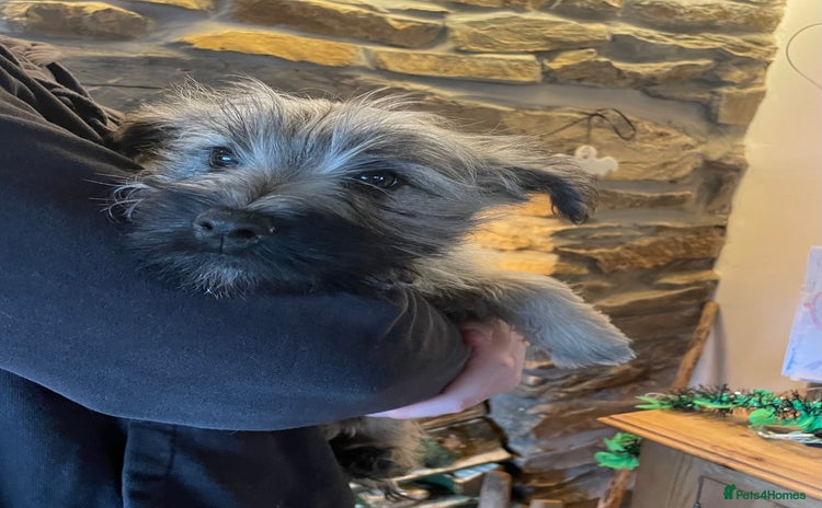 Cairn Terrier dogs - Advert 1