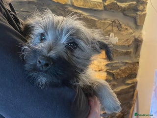 Cairn Terrier dogs - Advert 7