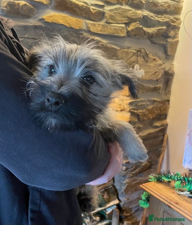 Cairn Terrier dogs - Advert 7