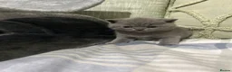 British Shorthair cats for sale: BSH beautiful Kittens 💗💙💗💙 - Advert 8