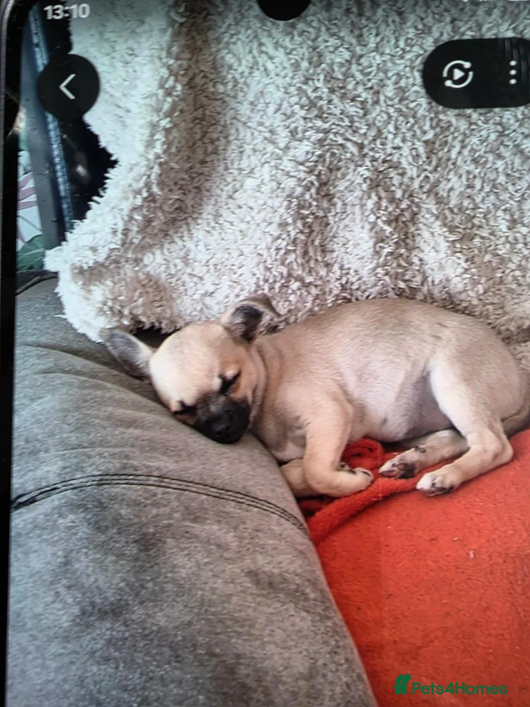 Chihuahua dogs for sale: Chihuahua gril 8moths old - Advert 2