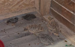 Quail poultry for sale: Quail  - Image 2