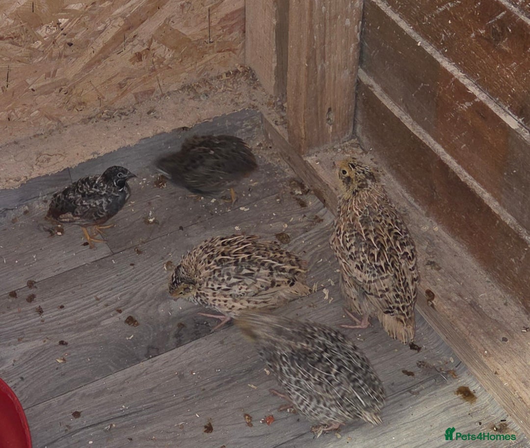 Quail poultry for sale: Quail  - Image 2