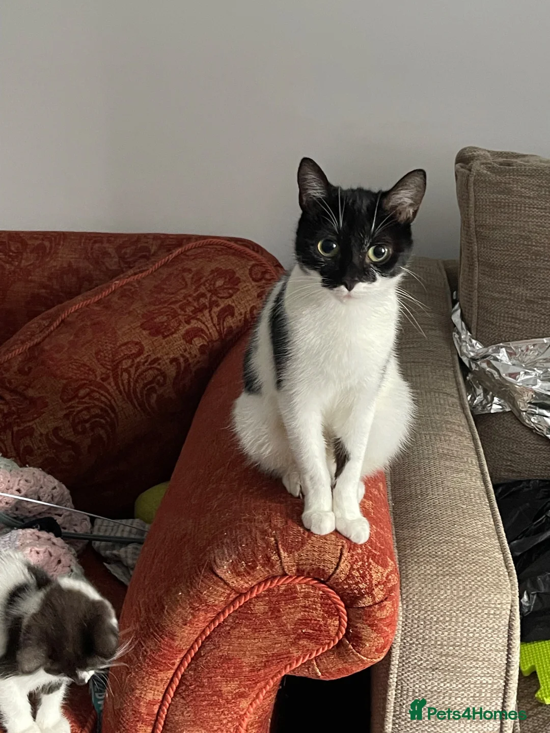 Mixed Breed cats for sale: Girl and boy kittens  in Stockport - Advert 2