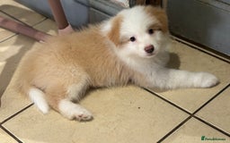 Border Collie dogs for sale: KC SHOWLINE CHAMPIONSHIP BLOODLINES🏅 - Image 4