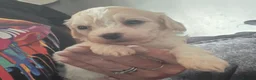 Mixed Breed dogs for sale: 9 Beautiful Cockerchon puppy's ready soon - Advert 2