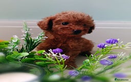 Toy Poodle dogs for sale: Toy Poodles from k.c.registered DNA tested parents - Image 14