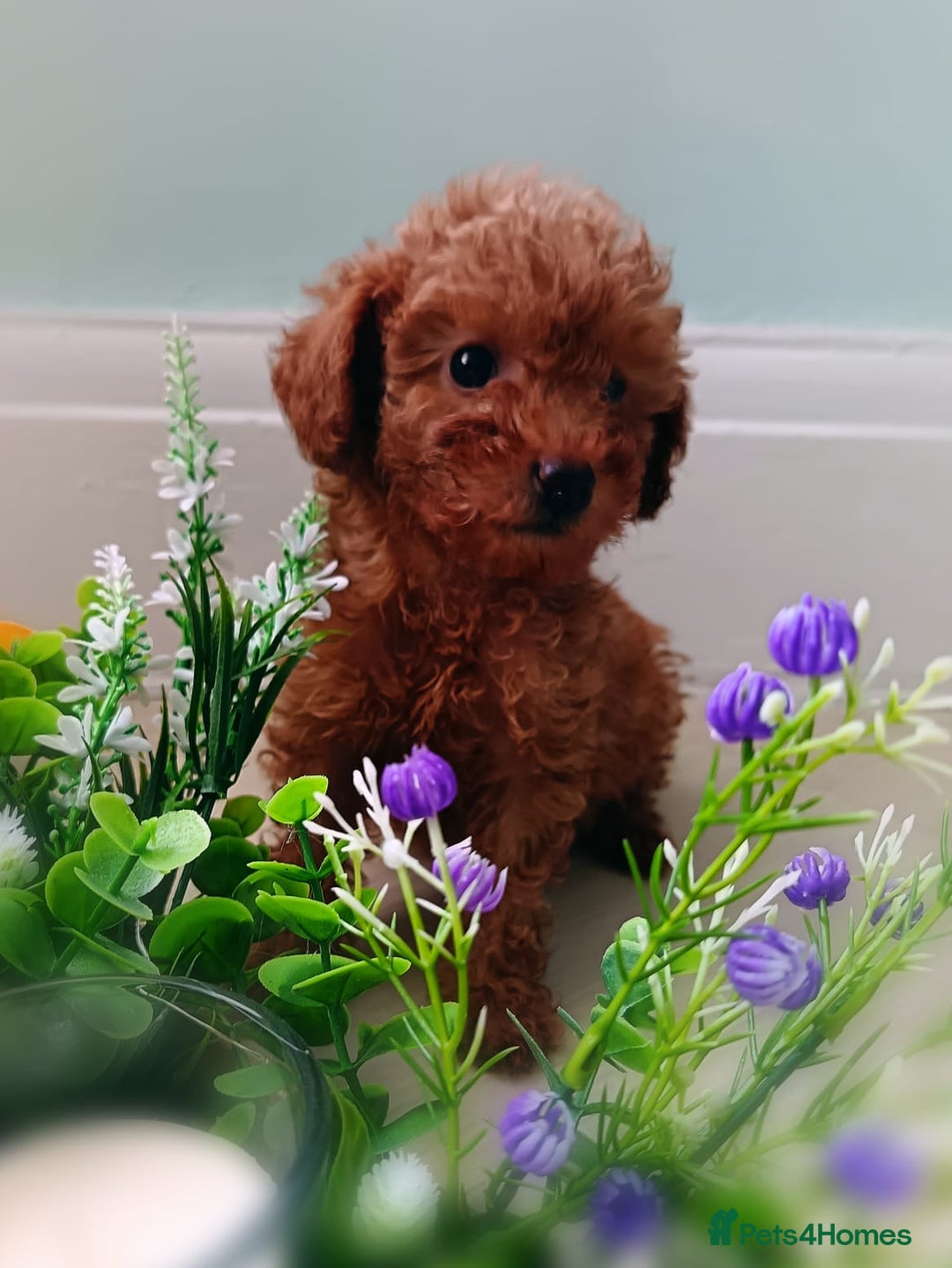 Toy Poodle dogs for sale: Toy Poodles from k.c.registered DNA tested parents - Image 14