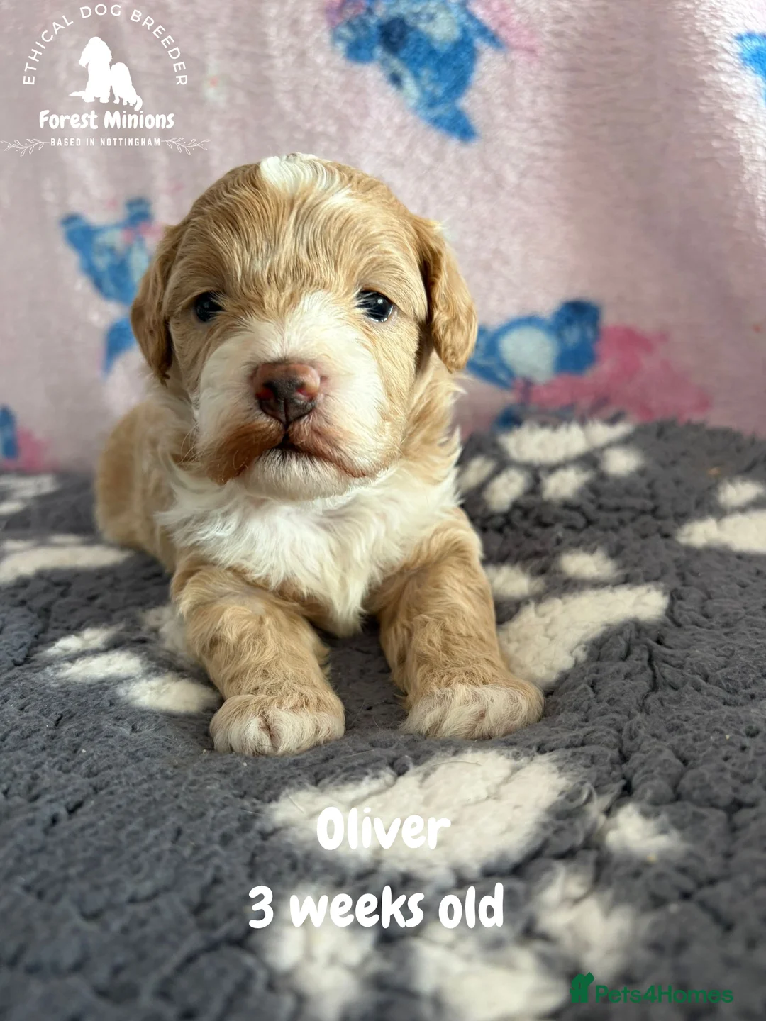 Maltipoo dogs for sale: Stunning Maltipoo puppies ❤️ - Advert 2