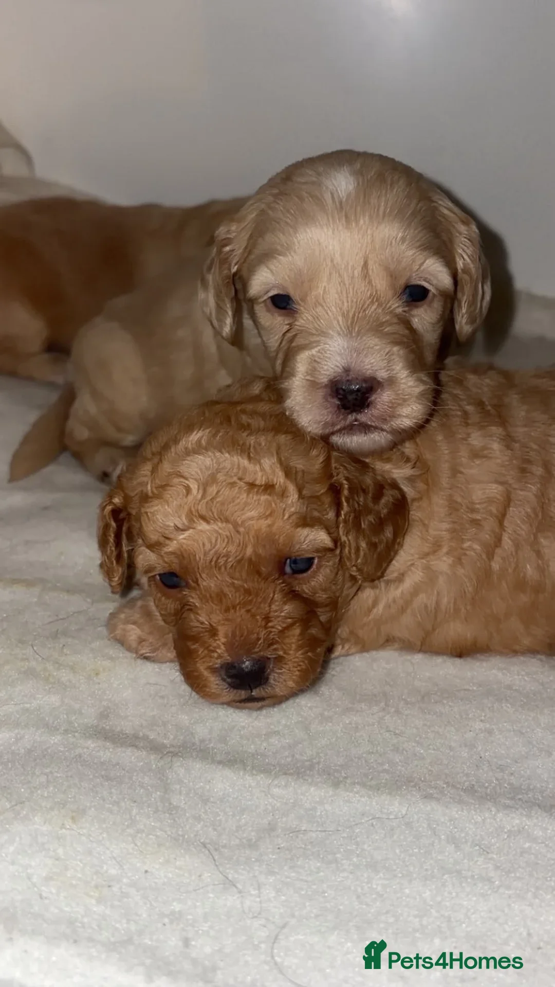 Cockapoo dogs for sale: F2 cockapoos  - Advert 1