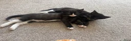 Mixed Breed cats for sale: 3 little kittens for sale adorable ready to go  - Advert 4