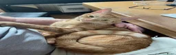 Mixed Breed cats for sale: Handsome Ginger Boy 11 months - Advert 3