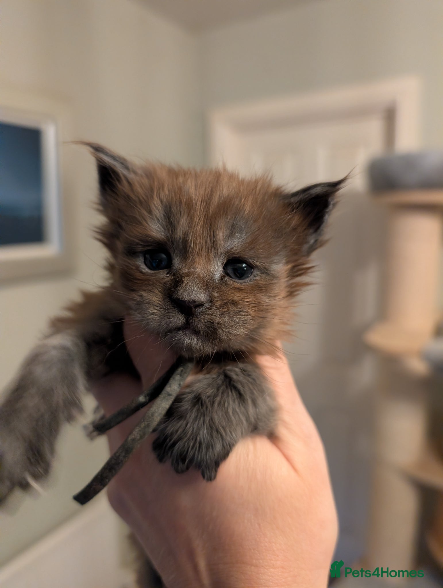 Maine Coon cats Gorgeous Registered Maine Coon Kittens  - Advert 2