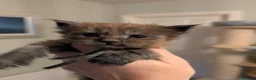Maine Coon cats for sale: Gorgeous Registered Maine Coon Kittens  - Advert 8