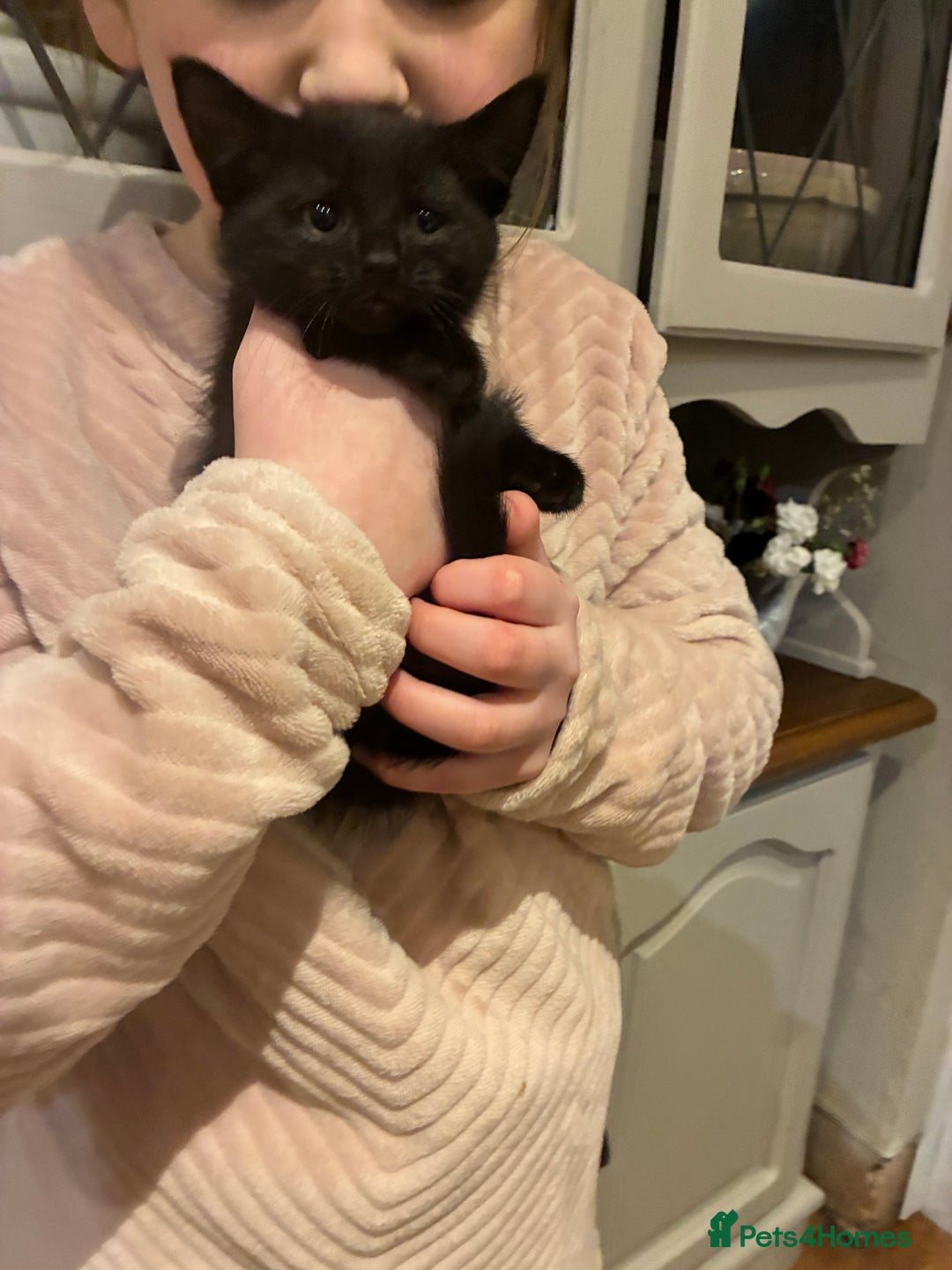 Mixed Breed cats for sale: Five kittens looking for their forever home  - Advert 15