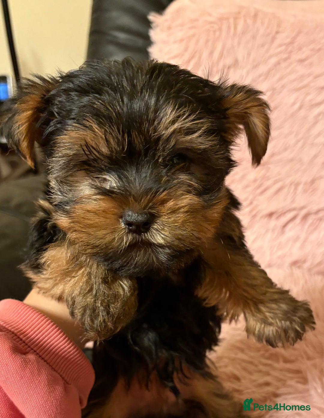 Yorkshire Terrier dogs for sale: Tiny Yorkshire Terriers for sale - Image 3