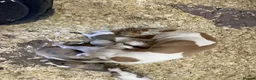 Whippet dogs for sale: Stunning litter of Whippets  - Advert 7