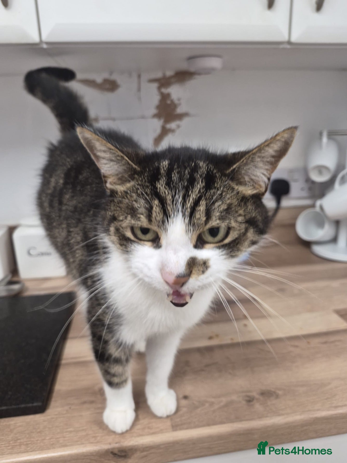 Mixed Breed cats for sale: Misty - Advert 2