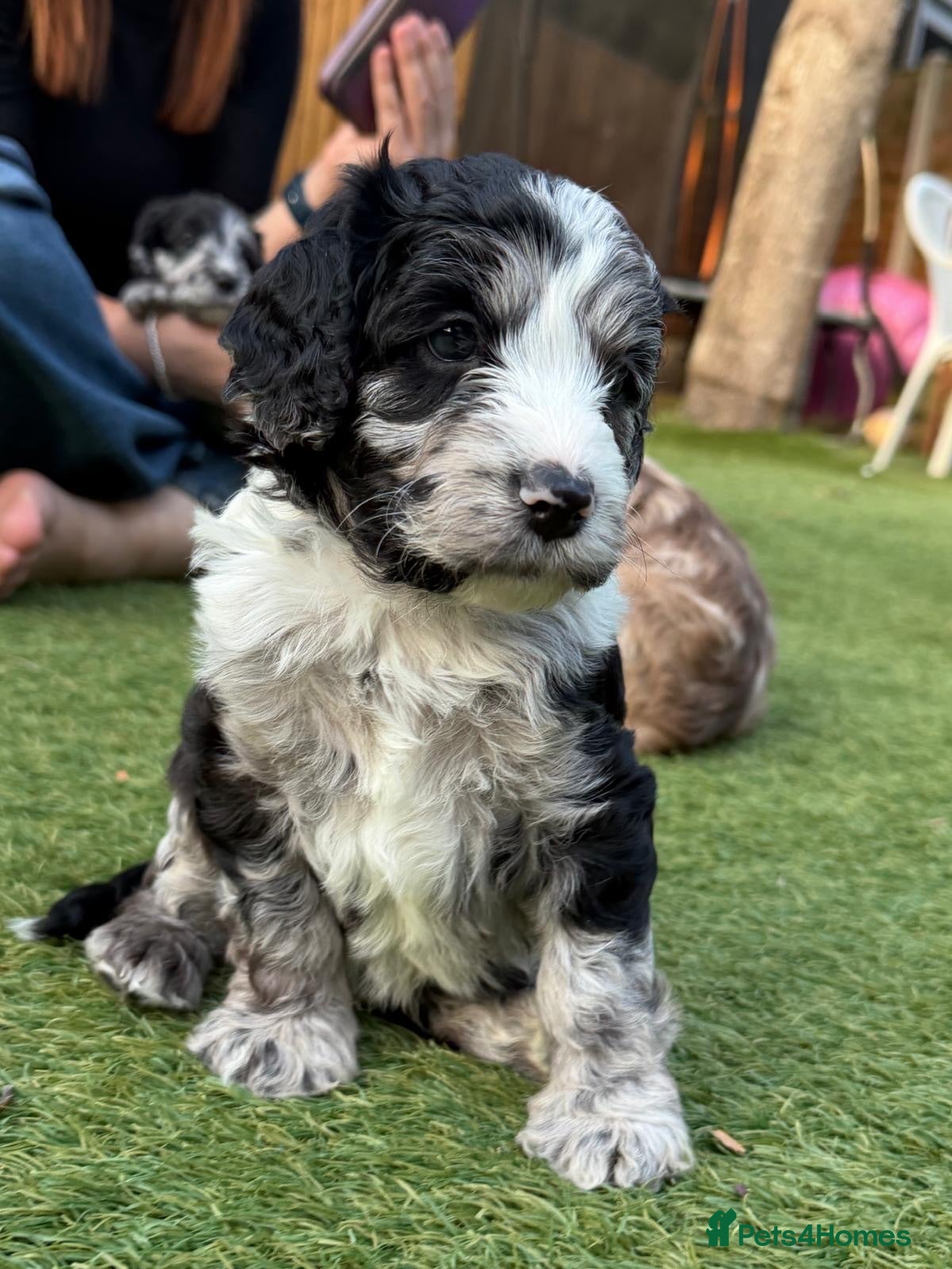 Cockapoo dogs Beautiful Cockapoo Puppies  - Advert 15