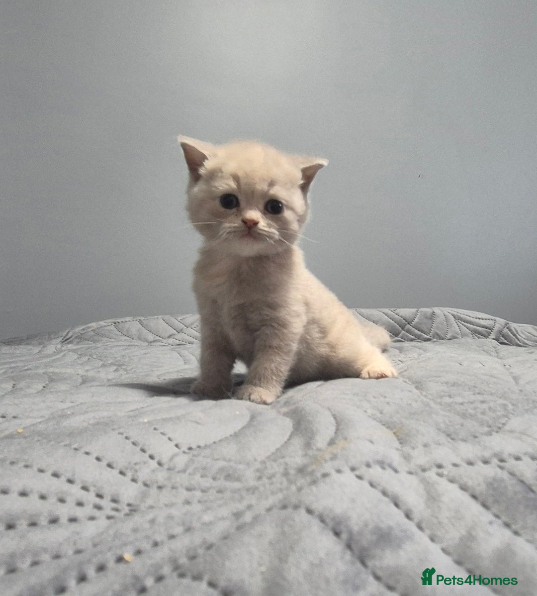 British Shorthair cats for sale: 1 Lilac male available, chunky little cutey Xxx - Image 1