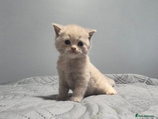 British Shorthair cats - Advert 29