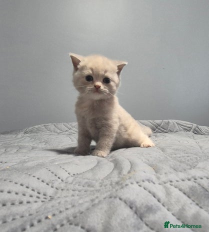 British Shorthair cats - Advert 8