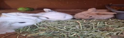 Mini Lop rabbits for sale: Mini lop baby rabbits  in Grimsby - Advert 11