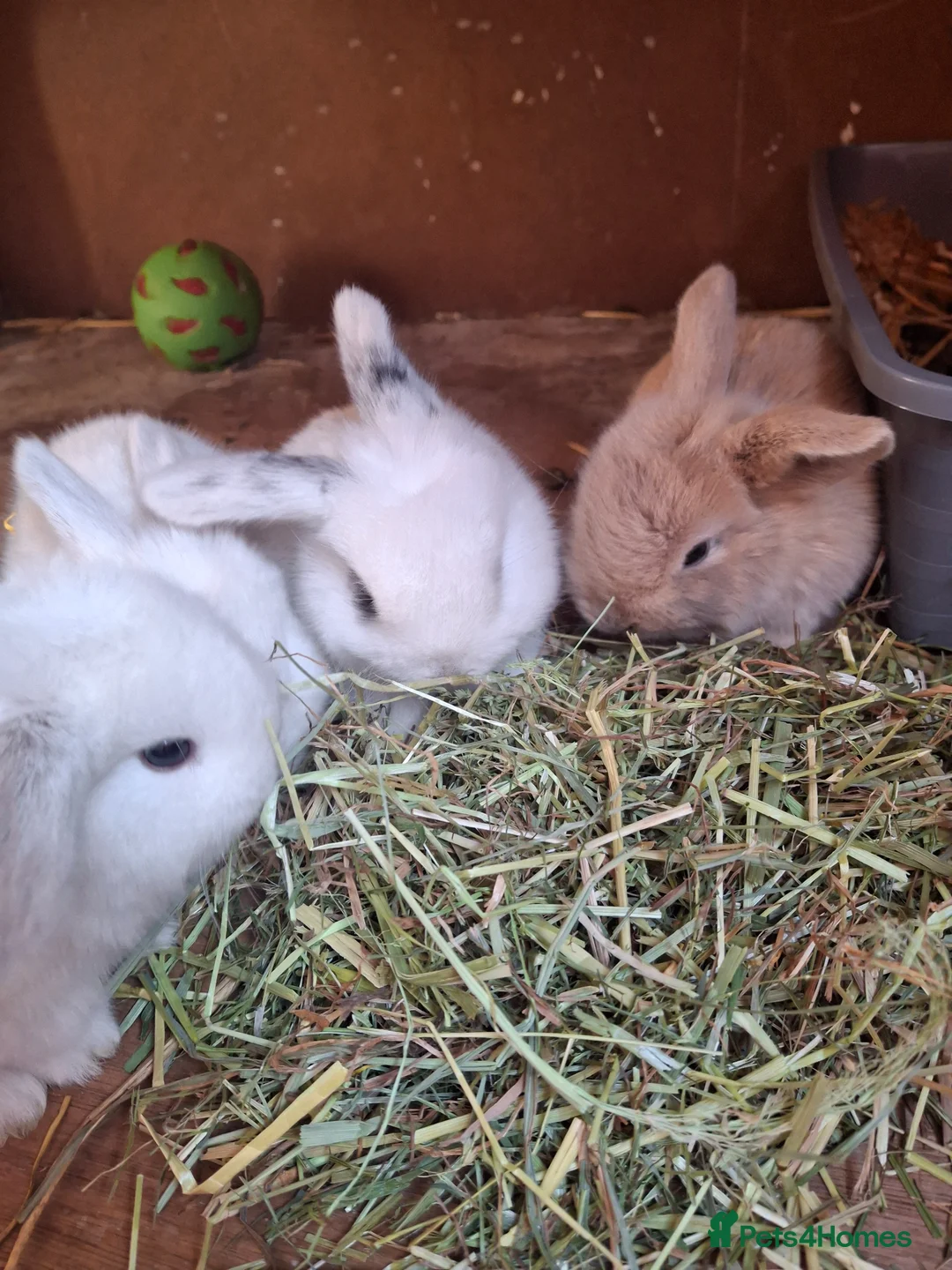 Mini Lop rabbits for sale: Mini lop baby rabbits  - Advert 10