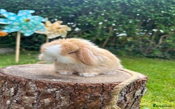 Mini Lop rabbits for sale: ⭐️ FRIENDLY PUREBRED MINI LOP BUNNIES ⭐️ - Image 6