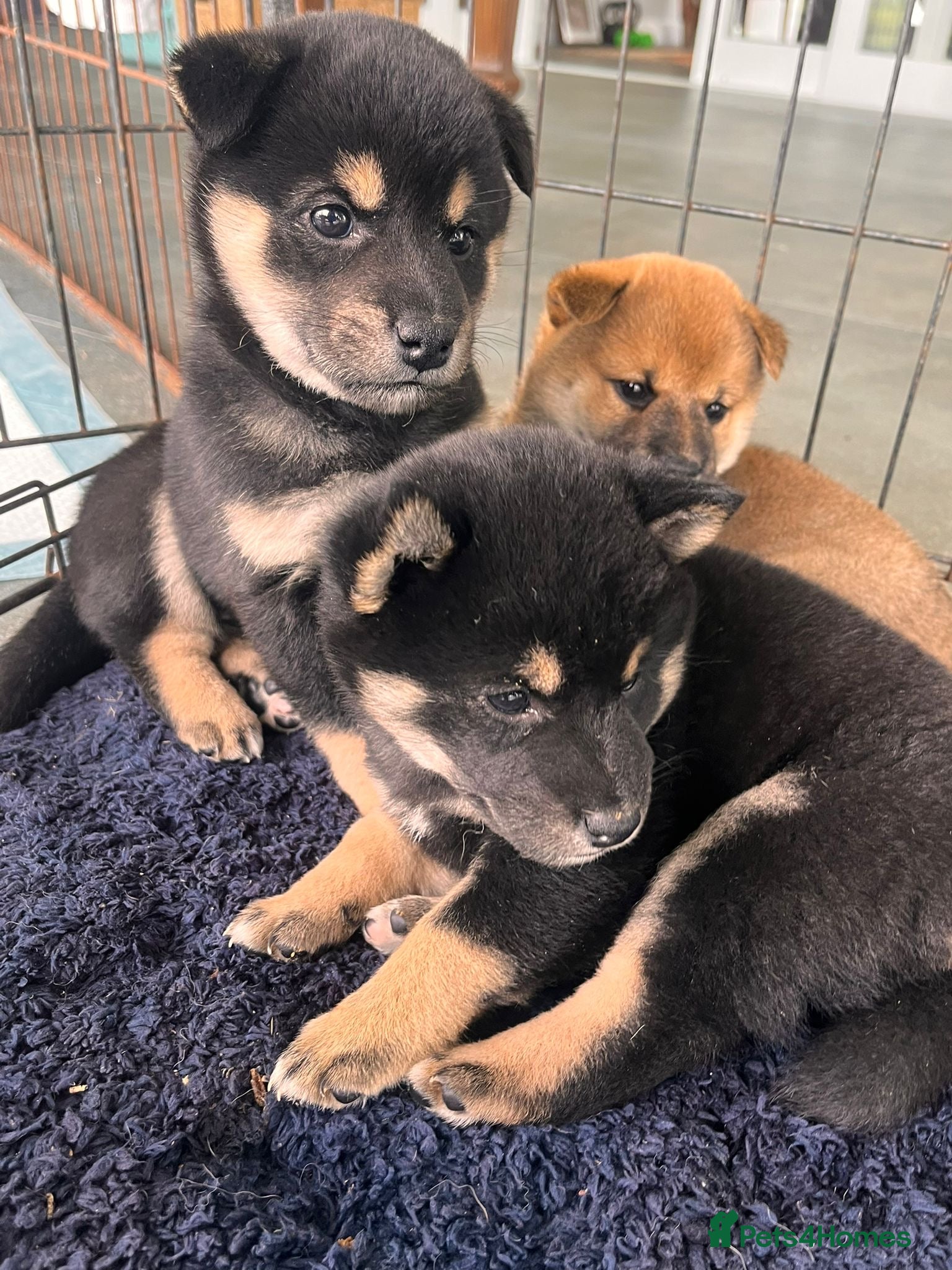 Japanese Shiba Inu dogs 3 beautiful Shiba puppies  - Advert 2